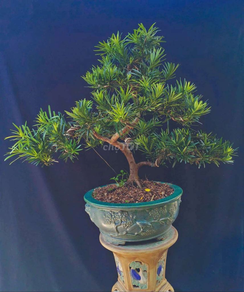 Tùng la hán 65cm chậu Gốm sứ Đồng Nai. Mua bán Cây cảnh, đồ trang trí tại Huyện Hóc Môn Tp Hồ Chí Minh được đăng bởi Xuân Quang 55 hình 1