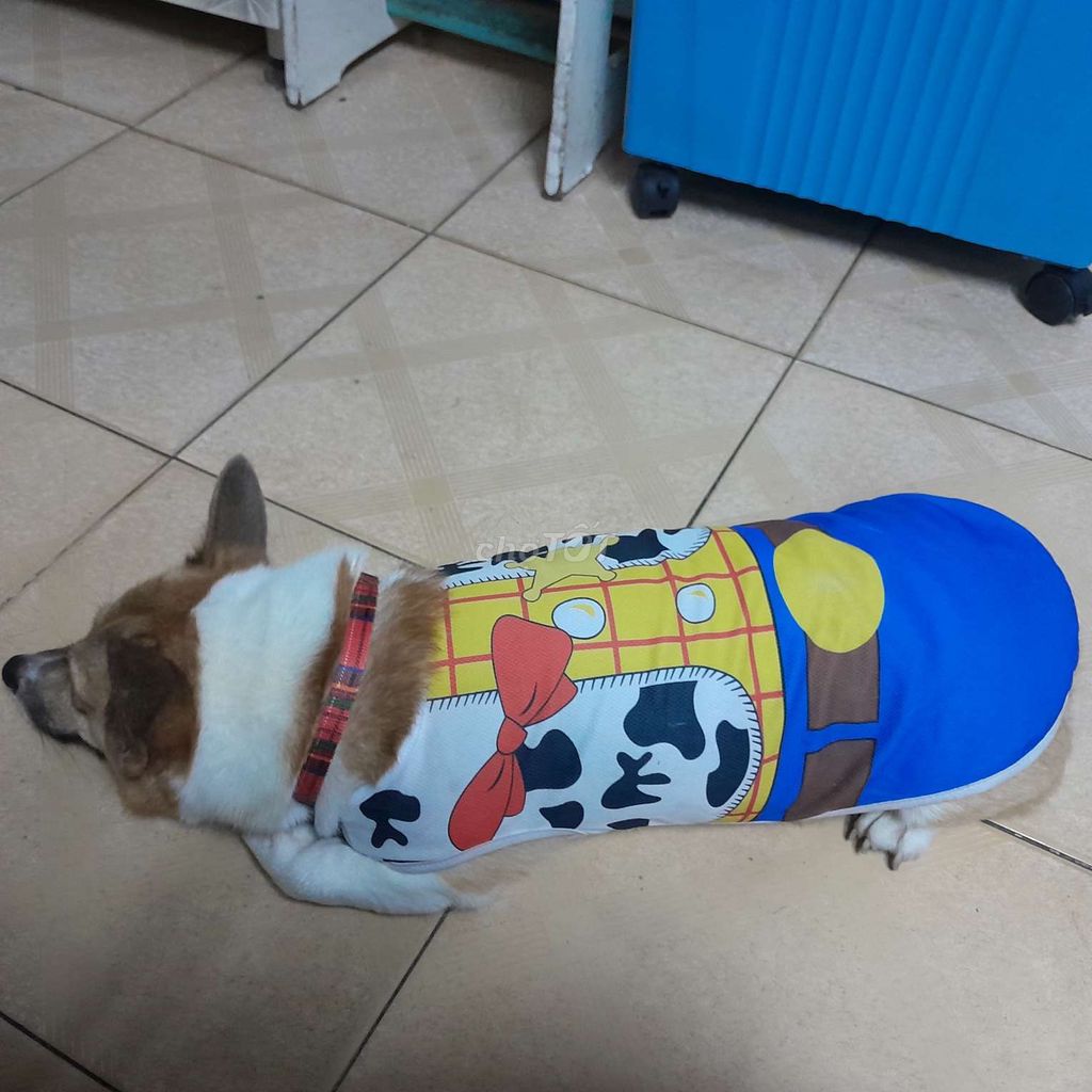 Chó Corgi không xác định. Mua bán Chó tại Quận Tân Bình Tp Hồ Chí Minh được đăng bởi Miss Hồng hình 1