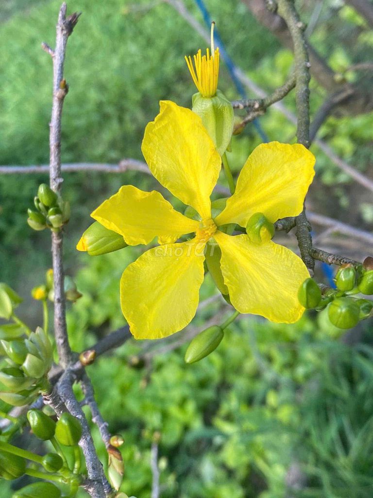 Cây cảnh Mai xuân hồng diệp. Mua bán Cây cảnh, đồ trang trí tại Thị xã Điện Bàn Quảng Nam được đăng bởi Thảo Quyên hình 1