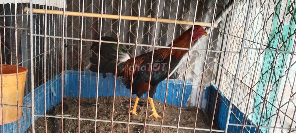 Gà siêu Mỹ trống tơ 1k2. Mua bán Gà tại Huyện Cầu Ngang Trà Vinh được đăng bởi khanh hình 1