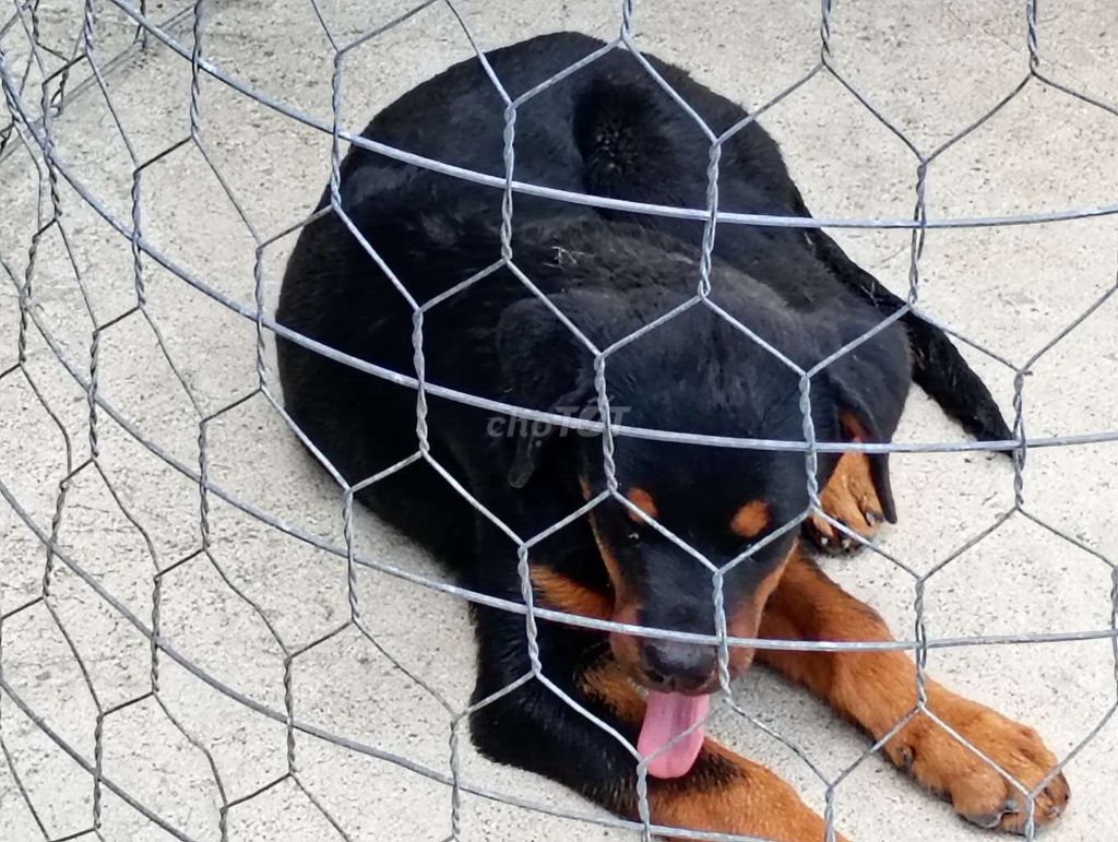 Rottweiler Cái Giống. Mua bán Chó tại Huyện Củ Chi Tp Hồ Chí Minh được đăng bởi Nhân Rottweiler  hình 1