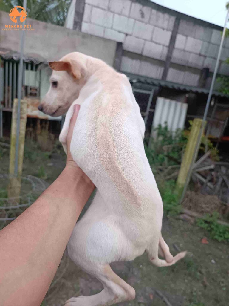 Chó Phú Quốc Đực Trắng. Mua bán Chó tại Quận 12 Tp Hồ Chí Minh được đăng bởi NGUYEN THI HIEN hình 1