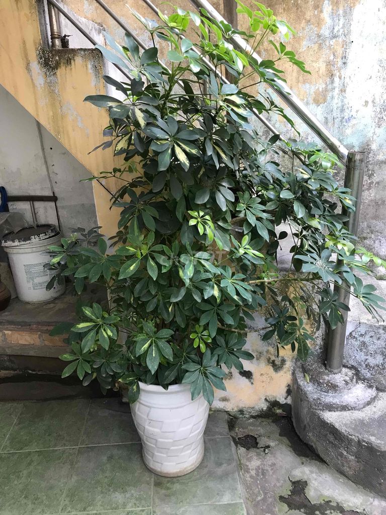 bán nhà thanh lý cây ngũ gia bì