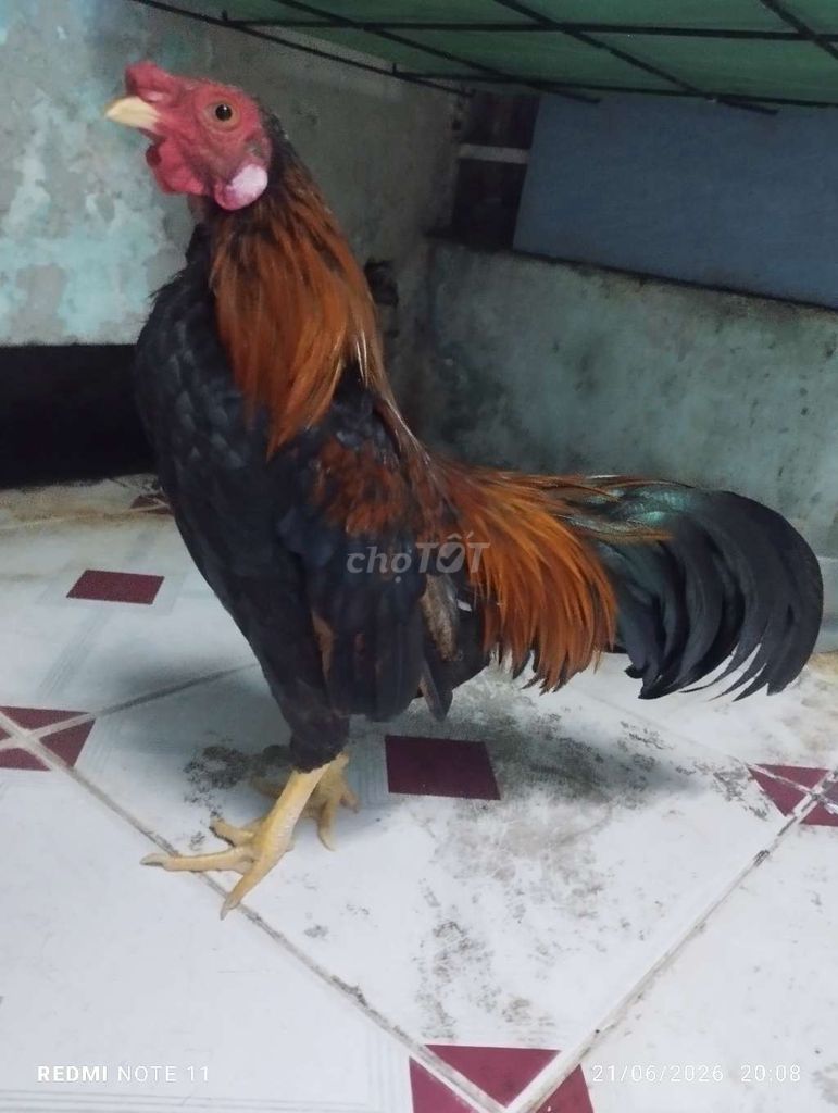 Gà tre trống Đen Nâu 5 lạng. Mua bán Gà tại Quận 7 Tp Hồ Chí Minh được đăng bởi Thanh hình 1