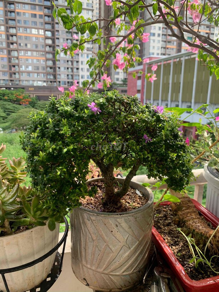 Cây cảnh Linh sam Tím nở hoa quanh năm. Mua bán Cây cảnh, đồ trang trí tại Quận Bình Tân Tp Hồ Chí Minh được đăng bởi Mua Hàng Tiện Ích hình 1