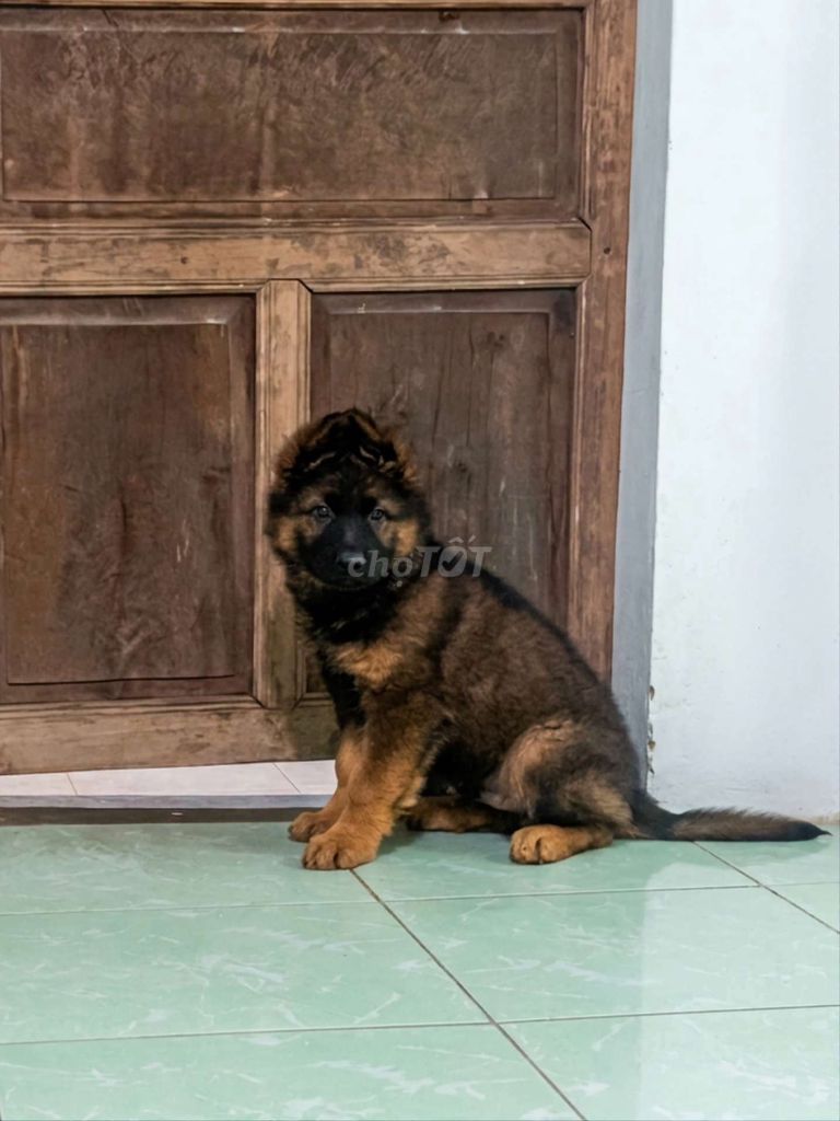 Chó Bec Giê đực 2,5 tháng đã tiêm. Mua bán Chó tại Thành phố Pleiku Gia Lai được đăng bởi Fat Dog hình 1
