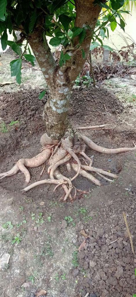 Cây Lộc Vừng Hoa Đỏ. Mua bán Cây cảnh, đồ trang trí tại Huyện Mỹ Tú Sóc Trăng được đăng bởi Tân hình 1