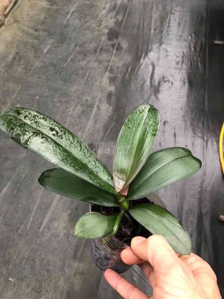Cây giống Hồ điệp nhiều màu. Mua bán Cây cảnh, đồ trang trí tại Thành phố Bảo Lộc Lâm Đồng được đăng bởi Khổng Như Tần  hình 1