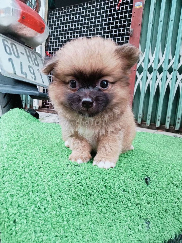 Chó Pomeranian Nâu Đực Cái Siêu Nhỏ. Mua bán Chó tại Quận 12 Tp Hồ Chí Minh được đăng bởi no love hình 1