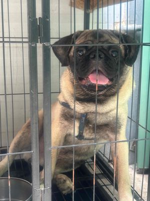Bán chó pug đực. Mua bán Chó tại Thành phố Biên Hòa Đồng Nai được đăng bởi Tigersea 
