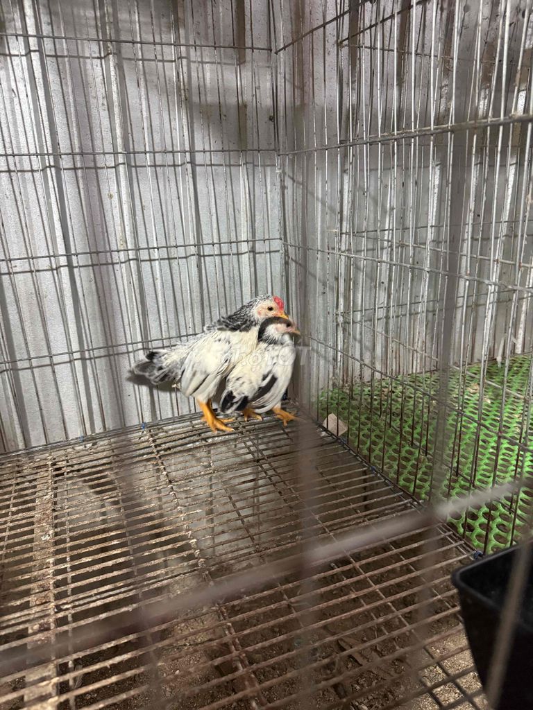 Gà tre bắc cọc. Mua bán Gà tại Quận Ô Môn Cần Thơ được đăng bởi Thanh nguyễn hình 1