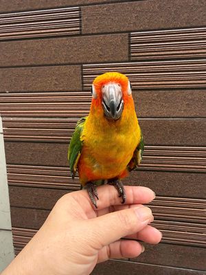Vẹt Sun Conure 2 tháng Vàng, xanh lá, cam