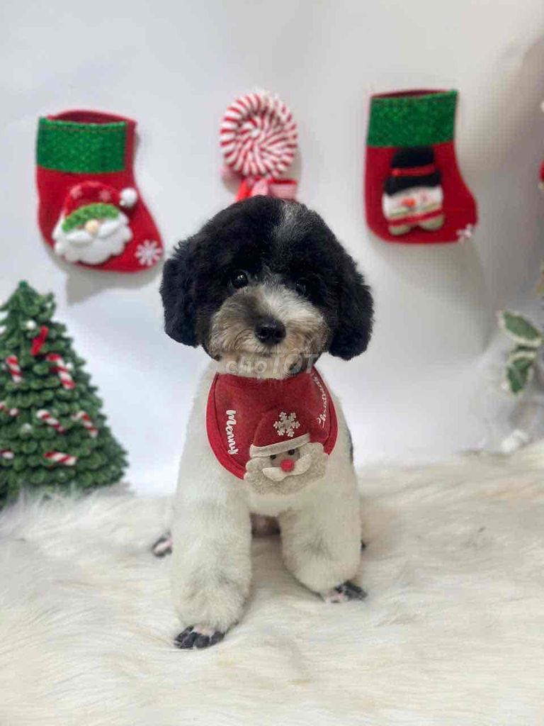 Chó Poodle đực 7 tháng đã tiêm. Mua bán Chó tại Quận Ninh Kiều Cần Thơ được đăng bởi sodakem hình 1