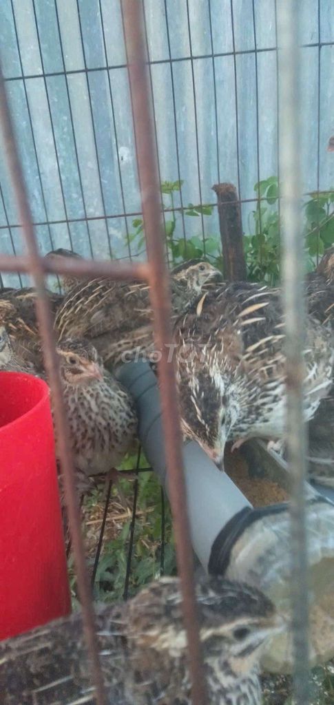 Chim cút thịt trống Nâu đốm. Mua bán Đồ ăn, thực phẩm và các loại khác tại Thành phố Sóc Trăng Sóc Trăng được đăng bởi nhóc nhỏ hình 1