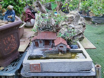 Bonsai mini. Mua bán Cây cảnh, đồ trang trí tại Huyện Đông Anh Hà Nội được đăng bởi nghiêm đình cường 