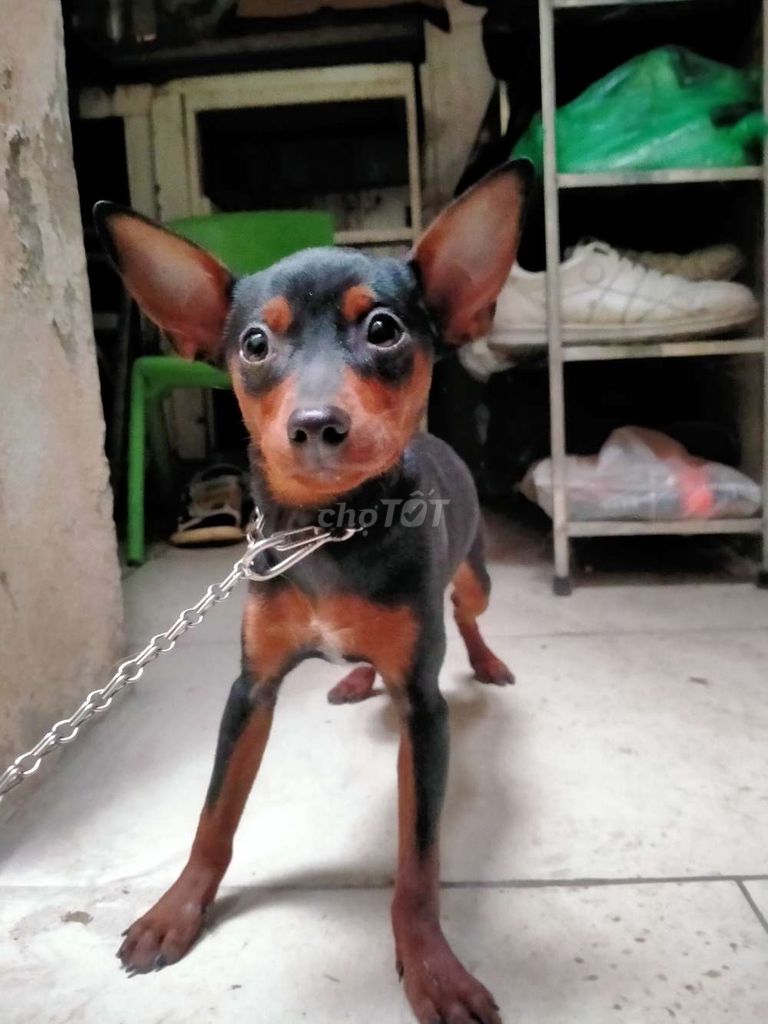 Chó phốc MinPin