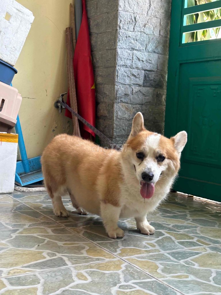 Chó Corgi đực giống 🌸🌸. Mua bán Chó tại Thành phố Thủ Đức Tp Hồ Chí Minh được đăng bởi BÁN THÚ CƯNG KHÔNG ĐĂNG ẢNH LỪA ĐẢO  hình 1