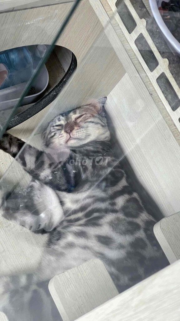 Mèo Bengal đã triệt sản. Mua bán Mèo tại Thành phố Trà Vinh Trà Vinh được đăng bởi quang pham hình 1