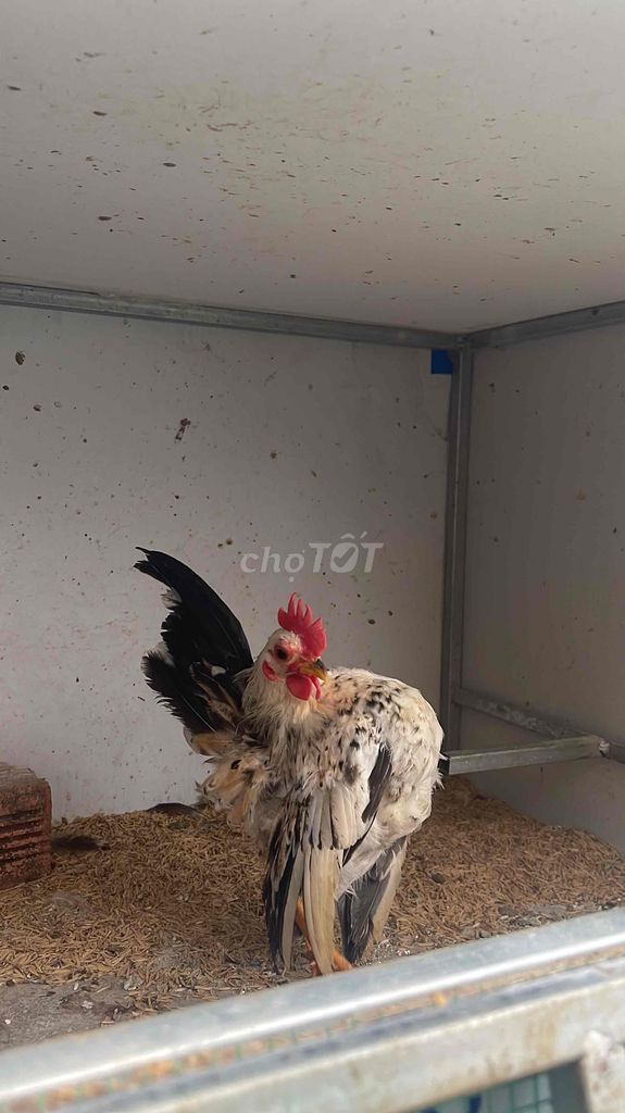 Gà Serama Chuối 5 tháng. Mua bán Gà tại Quận 8 Tp Hồ Chí Minh được đăng bởi Thai Ga hình 1