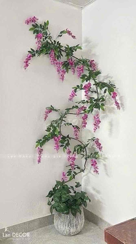 Cành lá hoa tử đằng bó 12 cành. Mua bán Cây cảnh, đồ trang trí tại Huyện Gia Lâm Hà Nội được đăng bởi Nguyễn Thu Tuyết hình 1