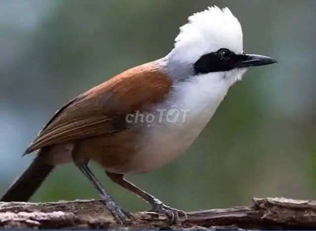 Chim Bồ chao Nâu Trắng Đen. Mua bán Chim tại Quận Long Biên Hà Nội được đăng bởi tổng kho gia dụng  hình 1