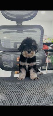 Tìm chủ cho cặp poodle như ảnh. Mua bán Chó tại Thành phố Tây Ninh Tây Ninh được đăng bởi Duy