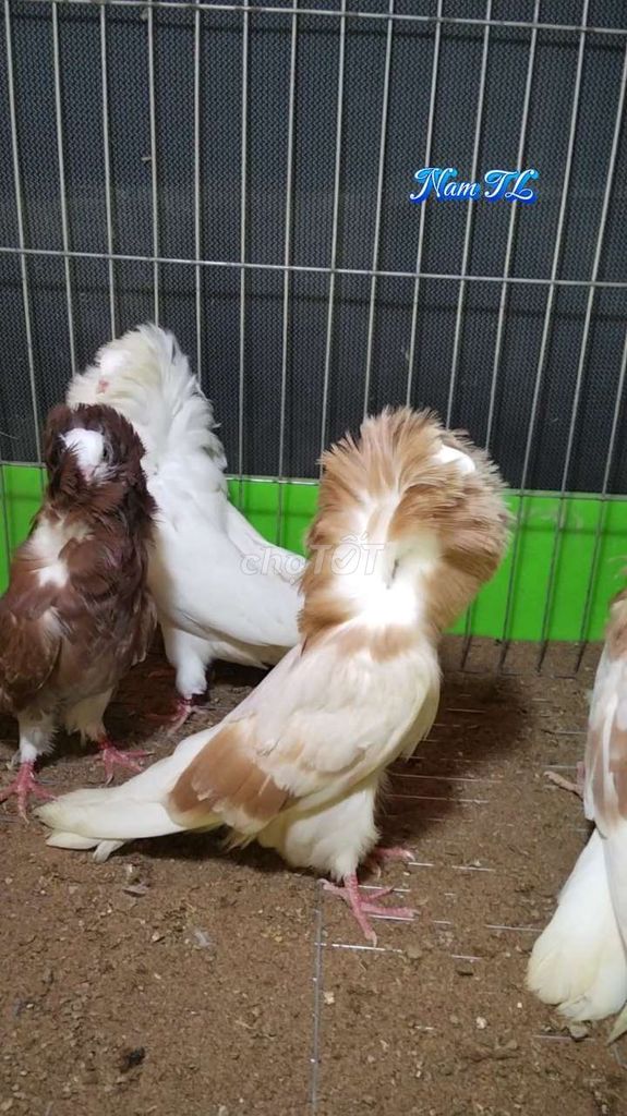Chim Bồ câu sư tử Hà Lan Đỏ, Kem, Trắng. Mua bán Chim tại Huyện Tam Bình Vĩnh Long được đăng bởi Tran Van Dep hình 1