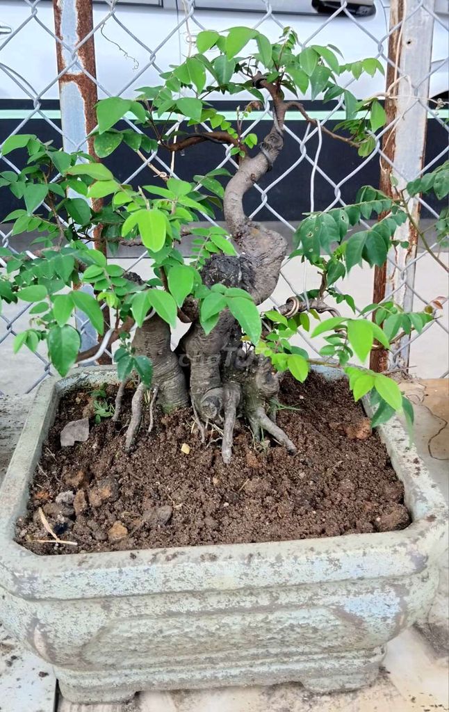 Khê bonsai