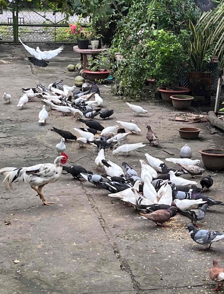 Gia cầm Bồ câu Pháp lai gà. Mua bán Chim tại Huyện Bình Đại Bến Tre được đăng bởi Minh Thư hình 1