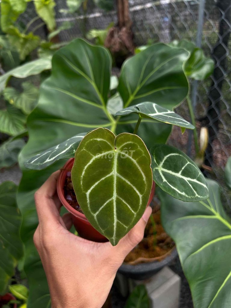 bán cây anthurium nhỏ xinh 100