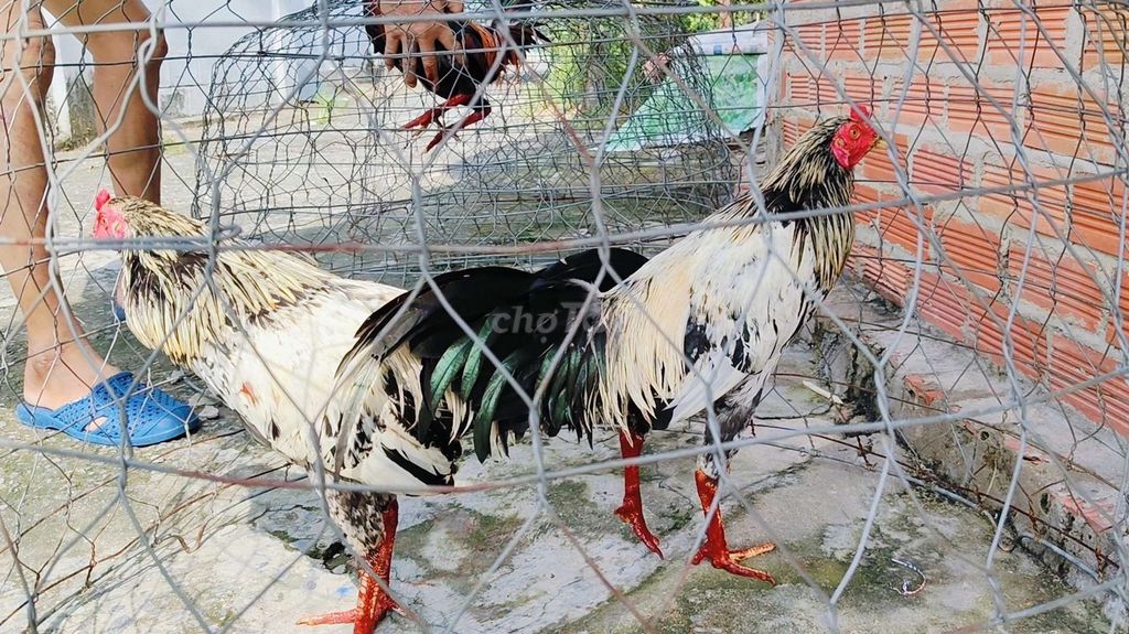 Gà tre chuối 1kg4. Mua bán Gà tại Huyện Củ Chi Tp Hồ Chí Minh được đăng bởi Gà Tre Gà Nòi Gà Cảnh Củ Chi hình 1