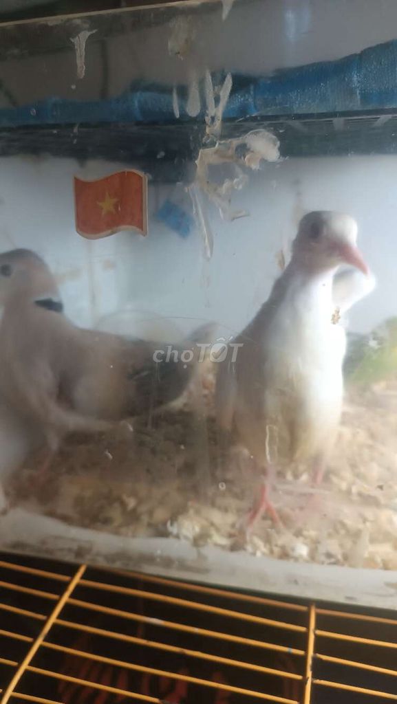 giao lưu chim khác. Mua bán Chim tại Quận 6 Tp Hồ Chí Minh được đăng bởi xyzy hình 1