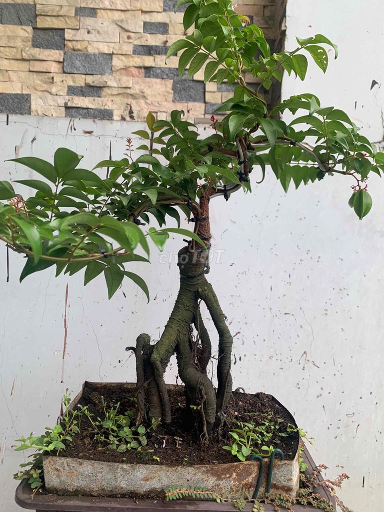 khế nhật bonsai,đang hoa trái chơi tết,bao ship