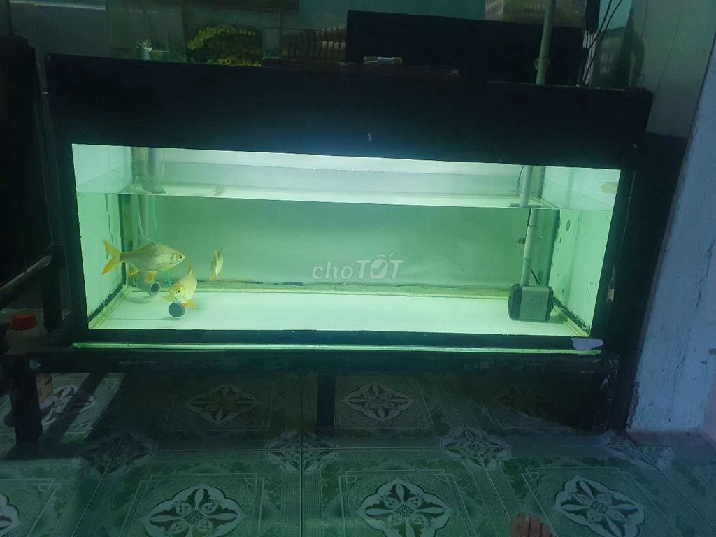Hồ cá cảnh 1m2x60cmx50cm. Mua bán Phụ kiện, Thức ăn, Dịch vụ tại Thành phố Thủ Dầu Một Bình Dương được đăng bởi minh hình 1