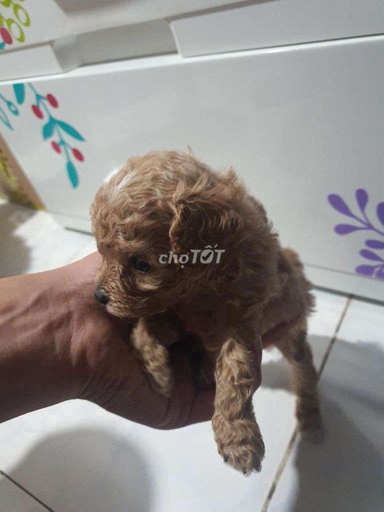 Chó Poodle Tiny đực 1 tháng màu Trắng. Mua bán Chó tại Thành phố Biên Hòa Đồng Nai được đăng bởi thanh lý đồ hình 1