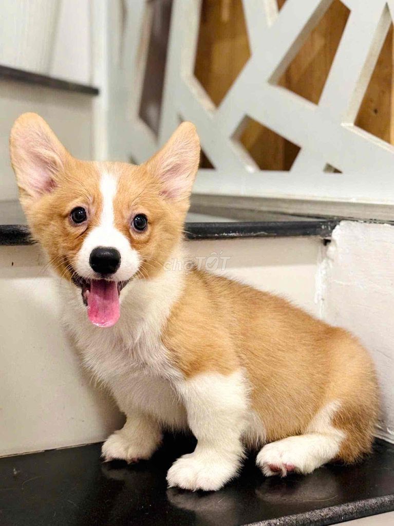 Corgi Lông ngắn - Short coat Corgi. Mua bán Chó tại Thành phố Thủ Đức Tp Hồ Chí Minh được đăng bởi Lộc hình 1