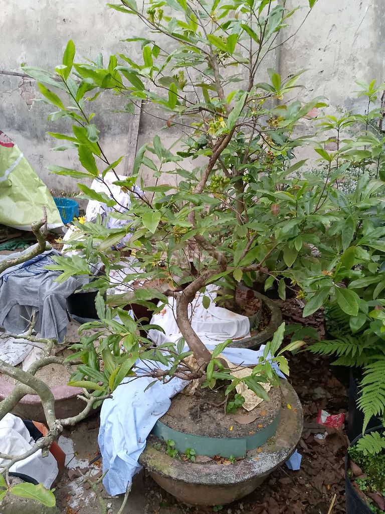 Cây Mai Bình Định. Mua bán Cây cảnh, đồ trang trí tại Quận Hải Châu Đà Nẵng được đăng bởi Đức anh hình 1