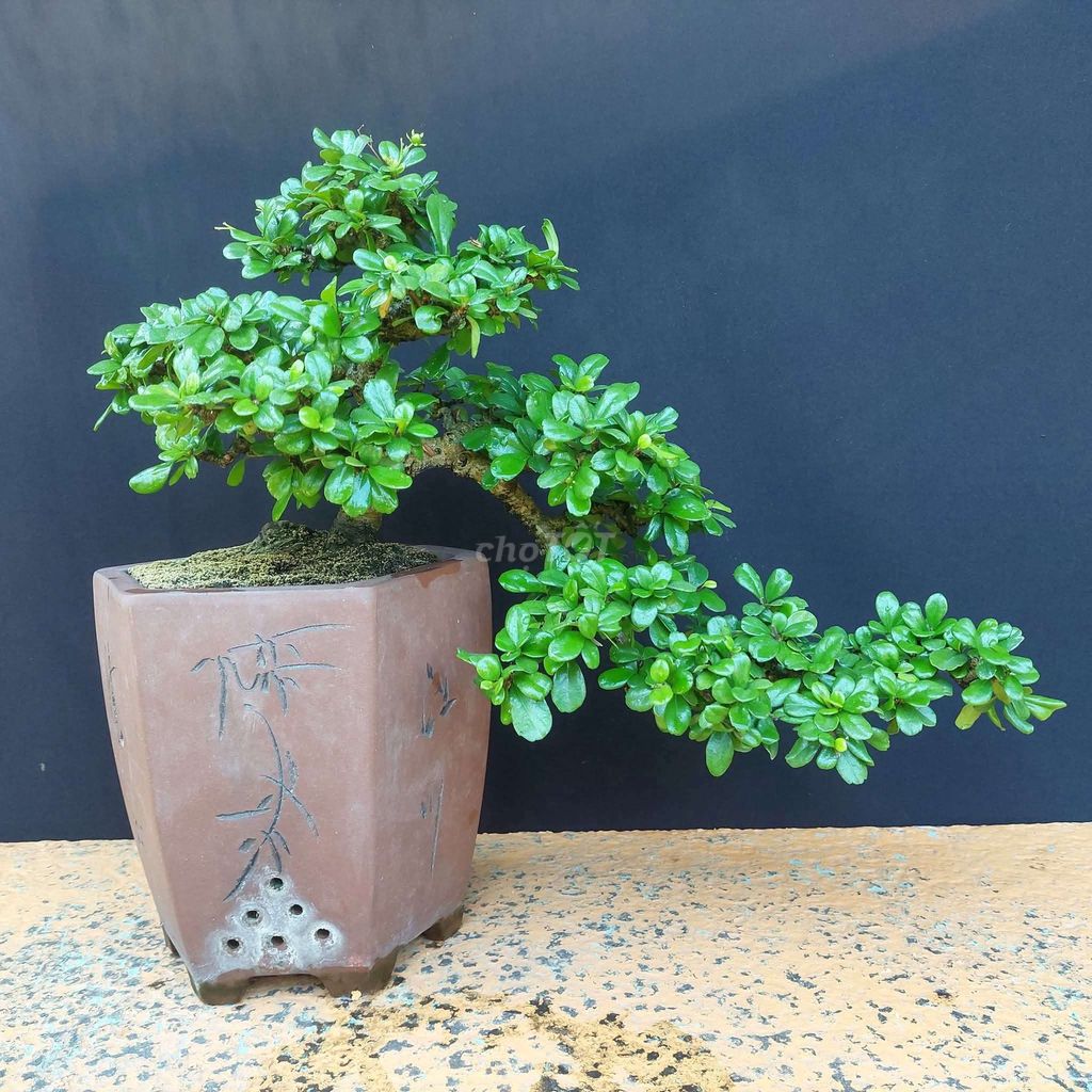 Cây cảnh Trà Phúc Kiến dáng huyền 28cm. Mua bán Cây cảnh, đồ trang trí tại Quận Sơn Trà Đà Nẵng được đăng bởi Trần Xuân Dương hình 1