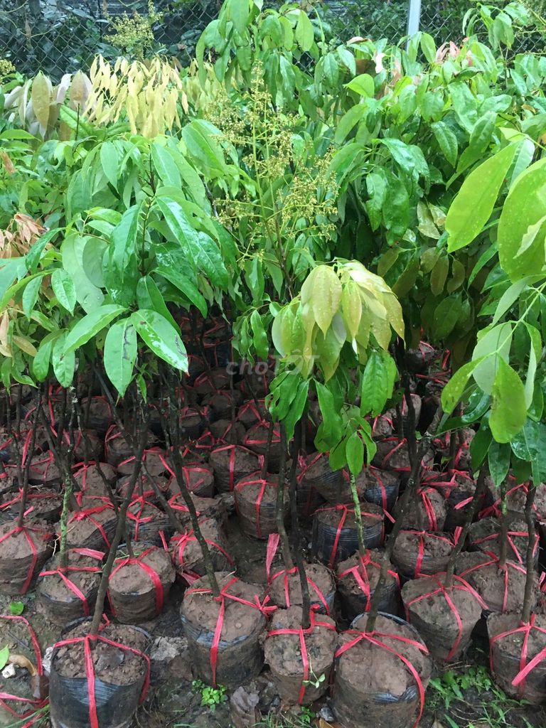 Cây vải chín sớm cây choai. Mua bán Đồ chuyên dụng, Giống nuôi trồng tại Huyện Gia Lâm Hà Nội được đăng bởi Nhà vườn tuấn muôn  hình 1