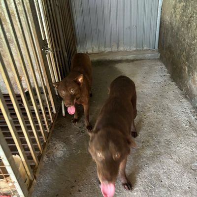 2 em cho móng cọc Hmong + 1 em chó golden vàng