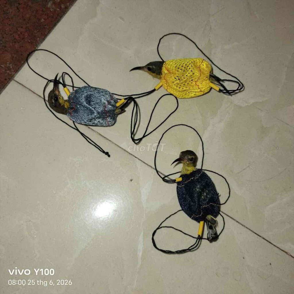 mình có vài chim hút mật 5 màu. Mua bán Chim tại Quận Hải Châu Đà Nẵng được đăng bởi Bin hình 1