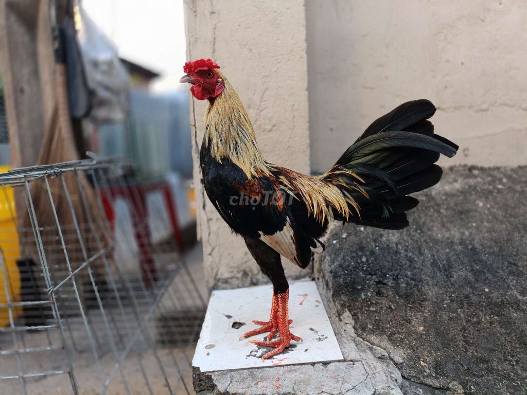 Gà trống Đen, vàng, nâu đực. Mua bán Gà tại Quận Bình Thạnh Tp Hồ Chí Minh được đăng bởi trai gà tre giá sv hình 1