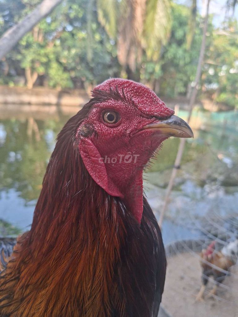 Gà trống Nâu đỏ 3.8kg. Mua bán Gà tại Huyện Tam Bình Vĩnh Long được đăng bởi Duytam hình 1