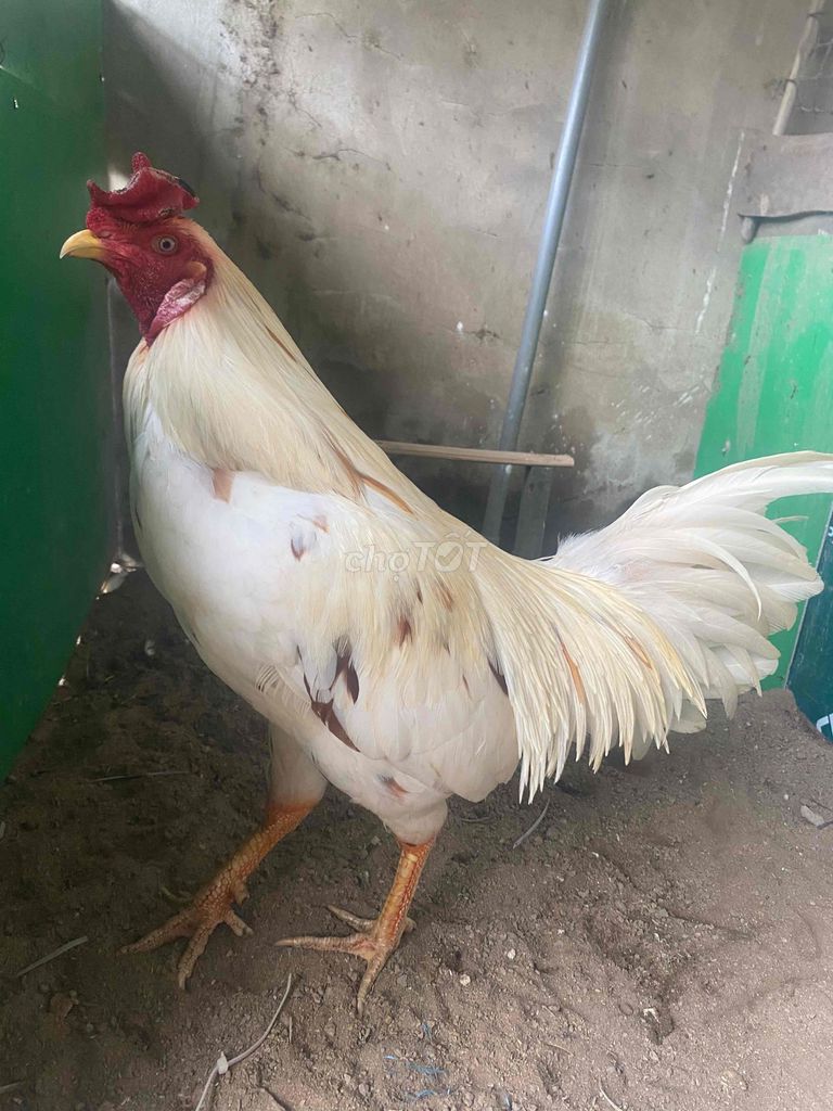 Gà Thái mỹ việt 2k8. Mua bán Gà tại Huyện Thới Lai Cần Thơ được đăng bởi GàĐáCầnThơ hình 1