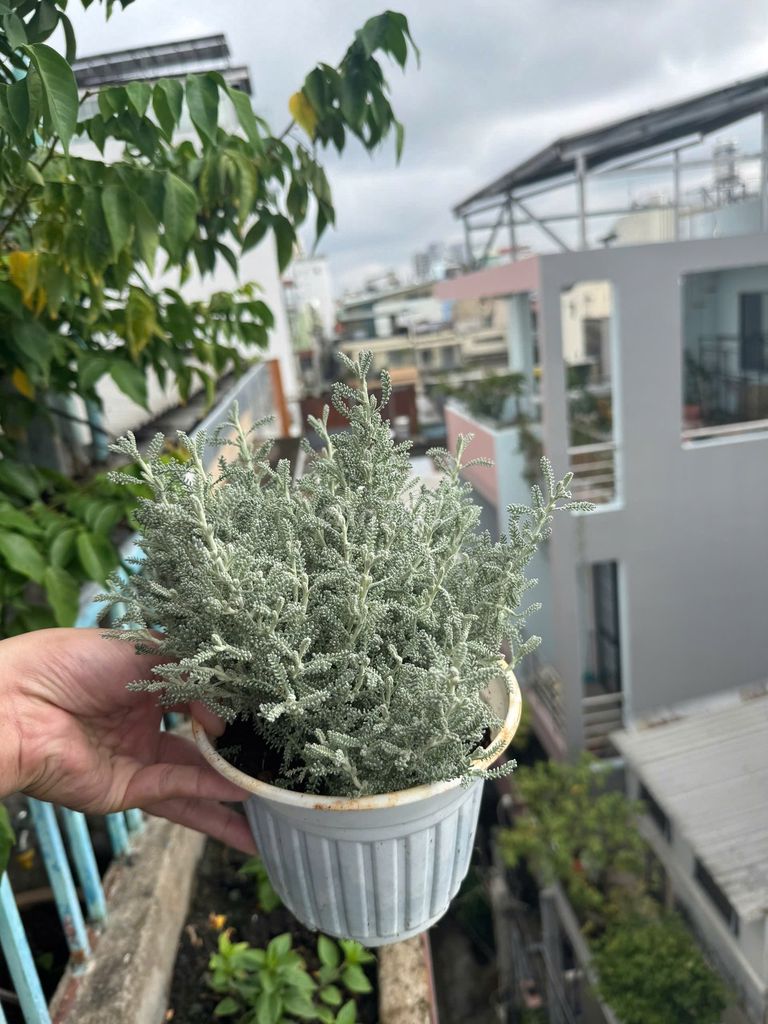 Cây Oải Hương Xám - Cotton Lavender. Mua bán Cây cảnh, đồ trang trí tại Quận 3 Tp Hồ Chí Minh được đăng bởi Trần Nhật Minh hình 1