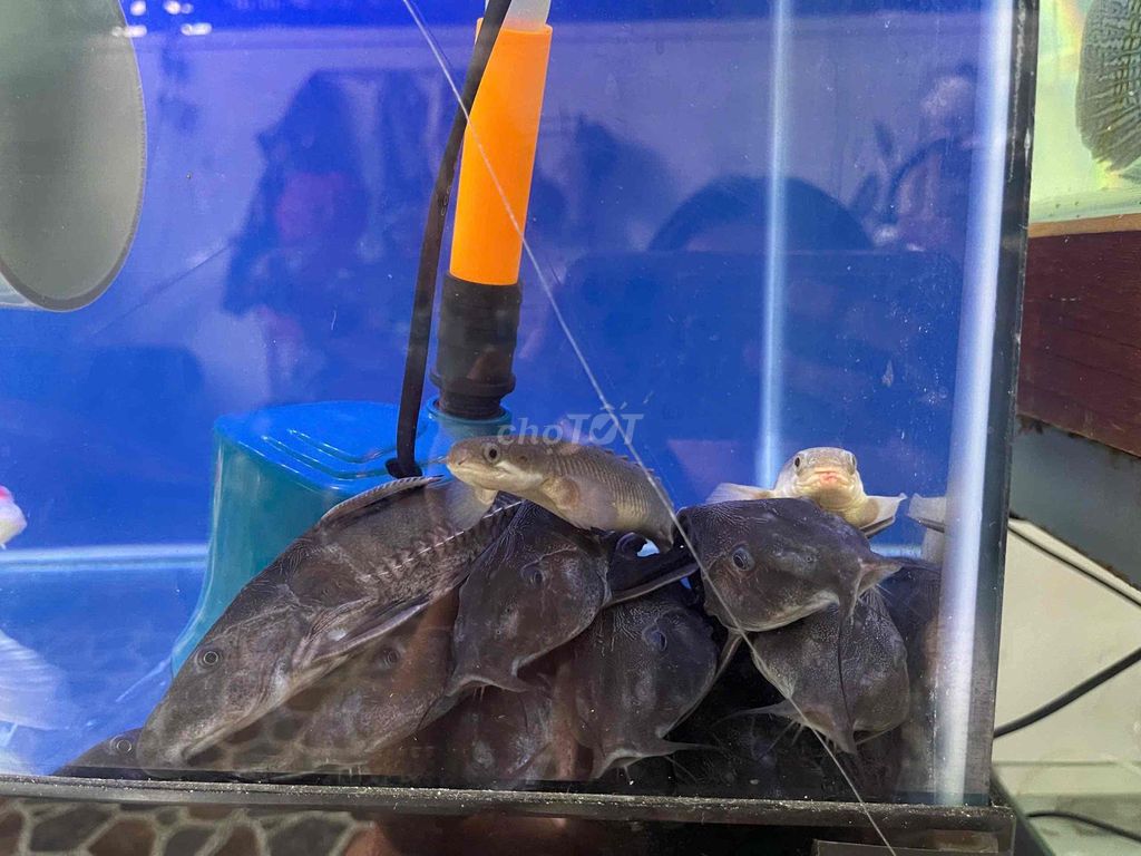 Cá bò nước 25+. Mua bán Thú cưng khác tại Quận 12 Tp Hồ Chí Minh được đăng bởi BÙI TUẤN ANH hình 1