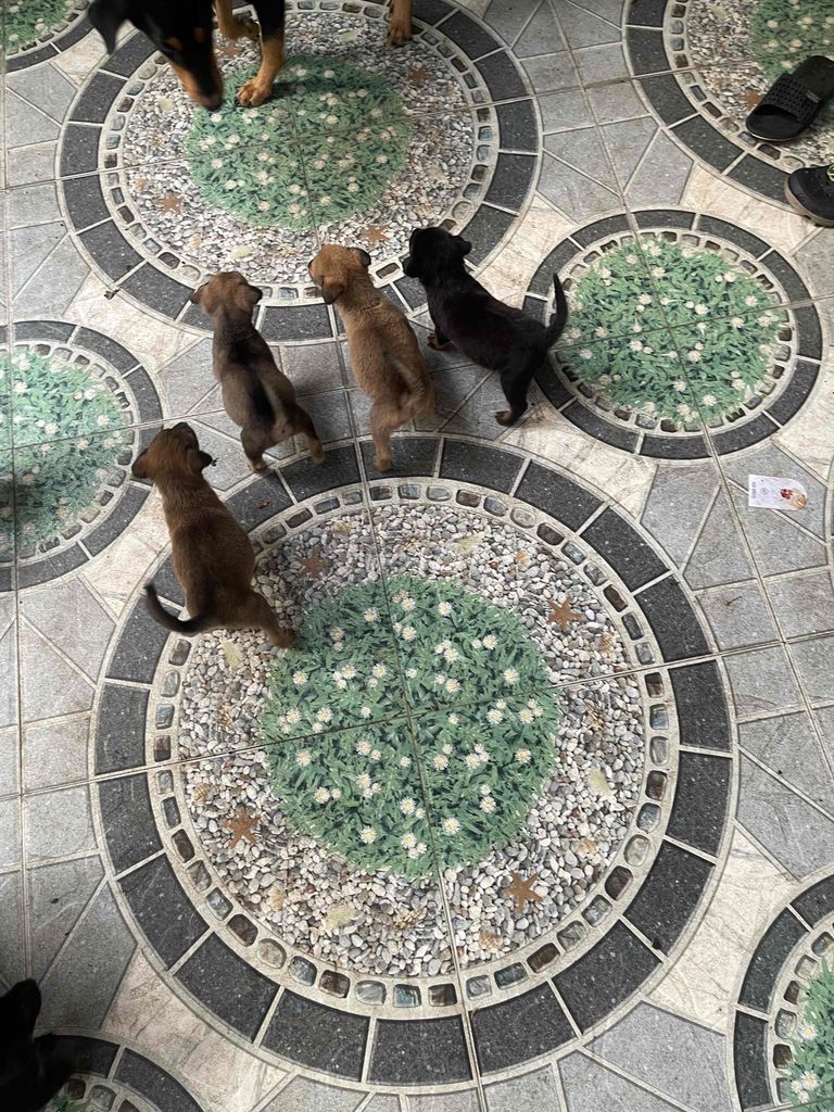 Chó cỏ nhiều màu. Mua bán Chó tại Thành phố Đồng Xoài Bình Phước được đăng bởi Tú Mr hình 1