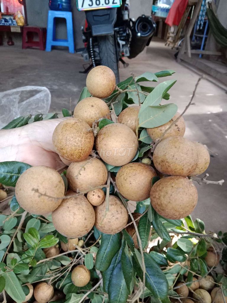 Nhãn xuồng nhà trồng bao ngon