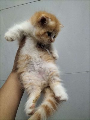 Mèo Cam Cần Chuyển Nhà Nè Bme Ơi. Mua bán Mèo tại Quận Bình Tân Tp Hồ Chí Minh được đăng bởi Bright Future