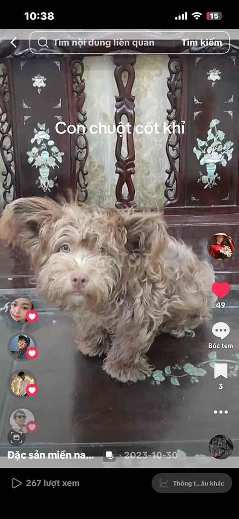 Chó Poodle lai màu Nâu. Mua bán Chó tại Quận Gò Vấp Tp Hồ Chí Minh được đăng bởi Lê vân hình 1